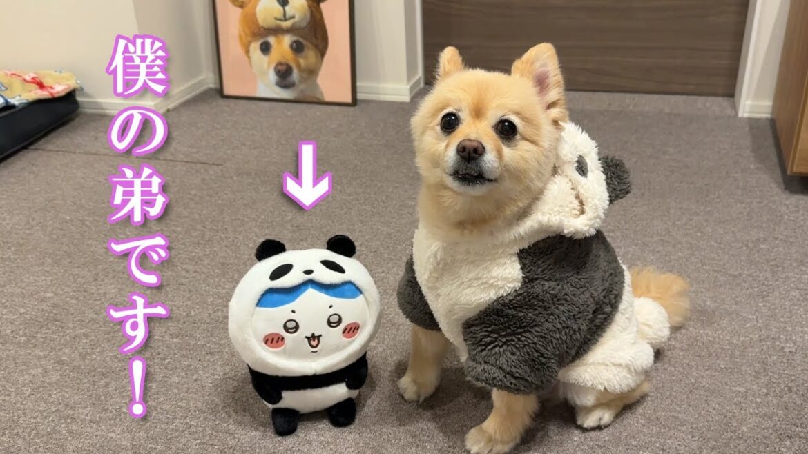 自分の子供のように優しく子守りする愛犬が可愛過ぎました…笑