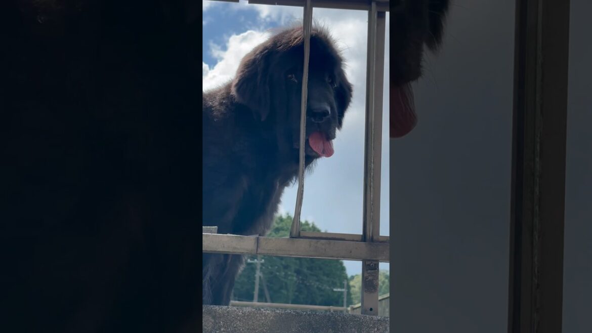 ニューファンドランド ボス君🧸 超大型犬 ガレージの上からこんにちは☀️ 犬好き 猫好き 大型犬 多頭飼育 保護猫 グレートデン 渡辺ボス 黒い犬