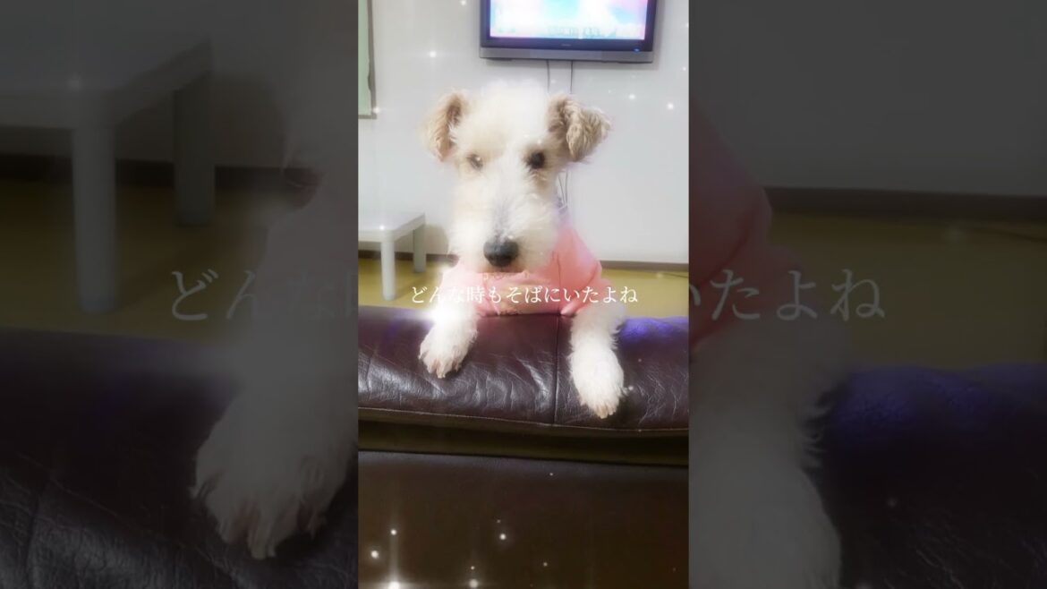 hinas foxの歩み#ワイヤーフォックステリア、#ドッグサロン 、#ワイヤーフォックステリア子犬、#お家での犬のケアー、#フォックステリア、#Wire Fox Terrier、#犬の居る暮らし、
