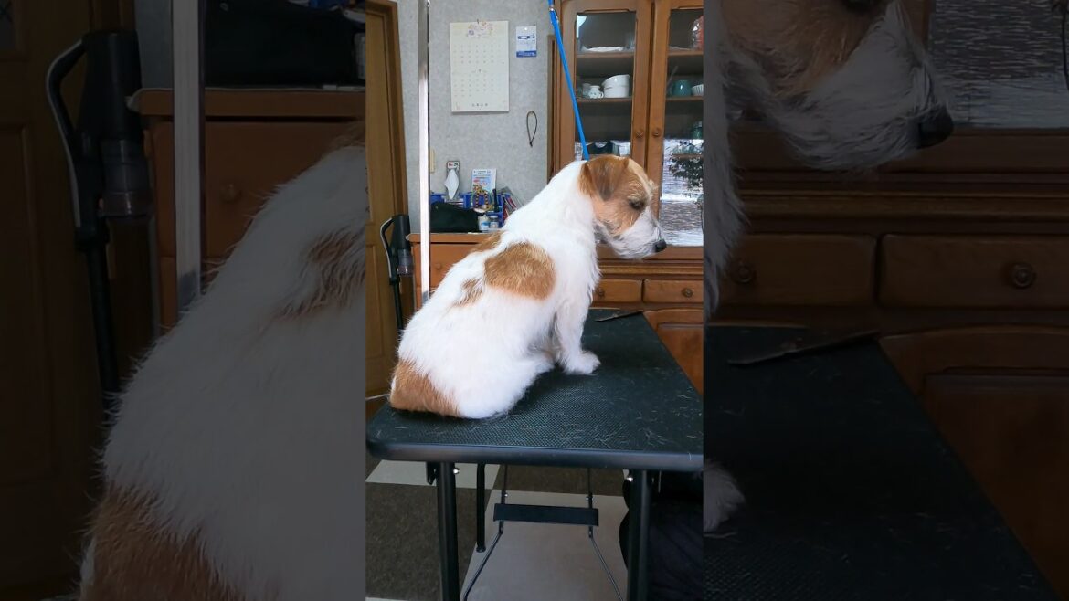 そこは絶対イヤ！#ジャックラッセルテリア #jackrussellterrier #shorts