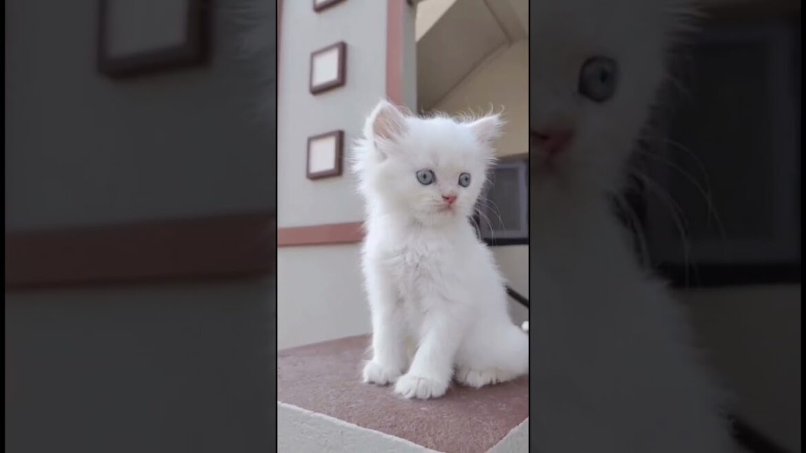 Contact👉 7794963997 😻👌#youtubeshorts #shorts #persiancatseller #cat #pets #petlover