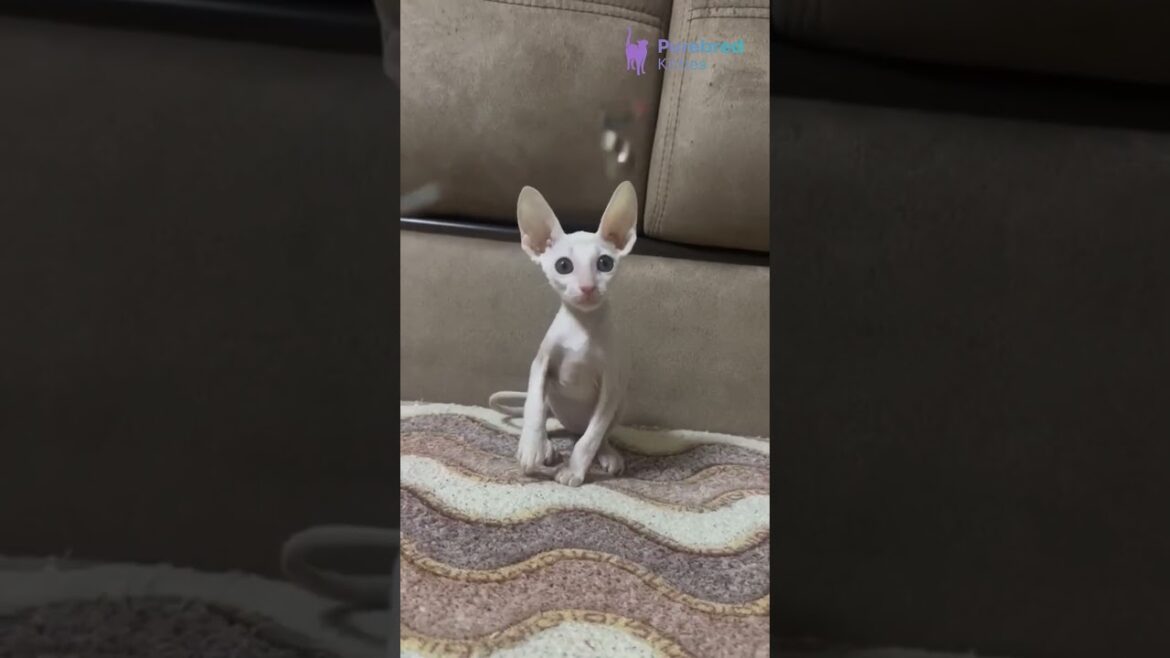 Meet Amplitude – The Elegant White Cornish Rex! 🤍✨ Playful & Ready to Love! #cornishrex #kitten