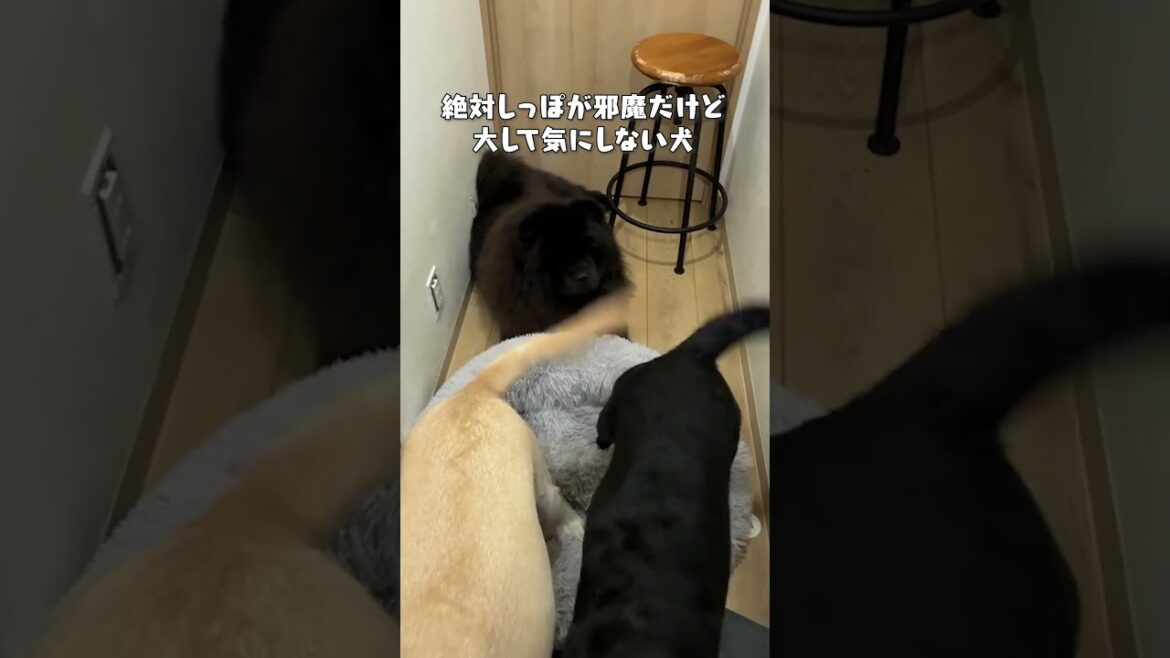 絶対邪魔だけど気にしない犬【チャウチャウ・ラブラドールレトリバー】【多頭飼い】【大型犬】＃Shorts