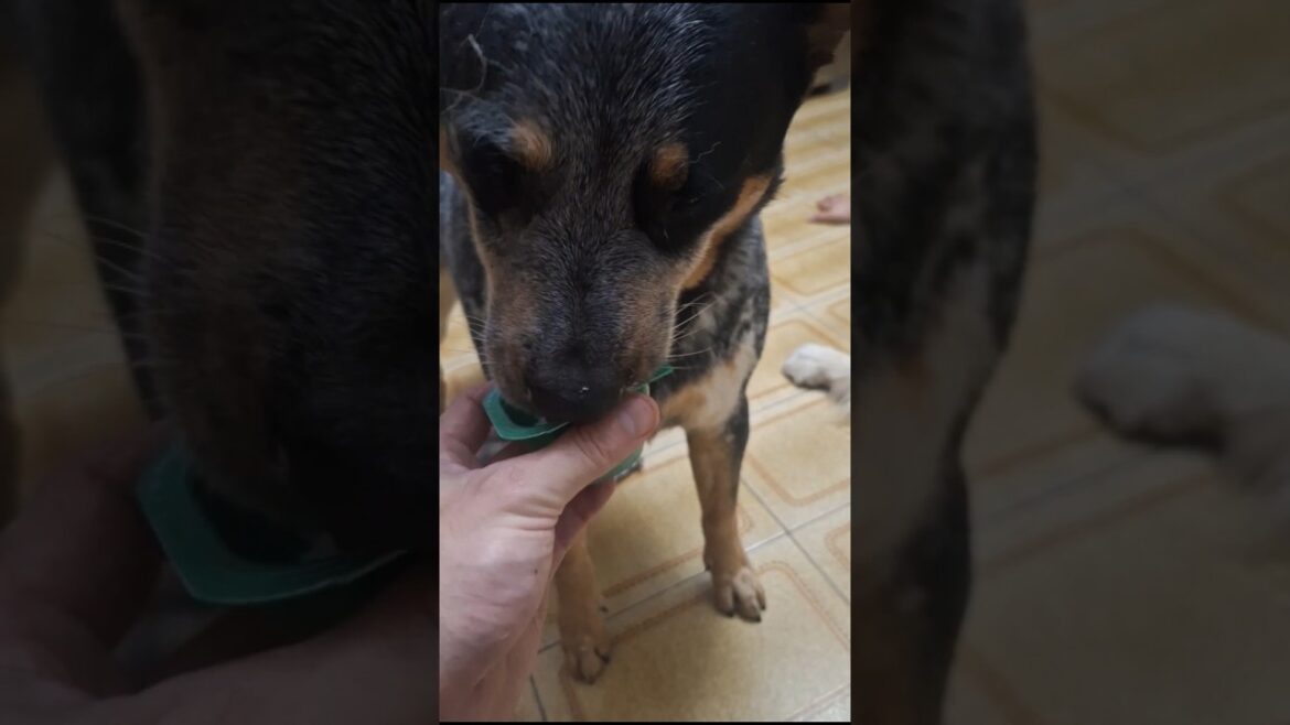 O blue heeler adora tomar um sorvete nesse calor maior gostosura 🐾🦝🙏🥰