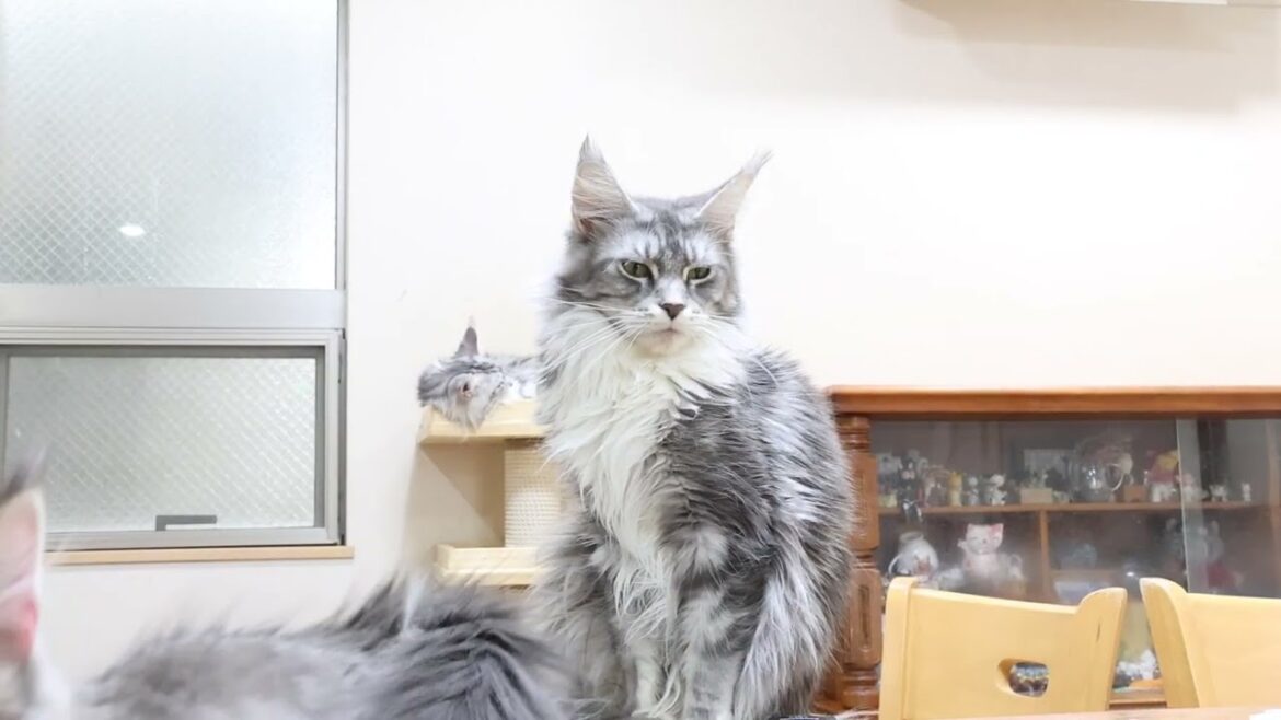 落ち着いたブルーメインクーンのマリアさん