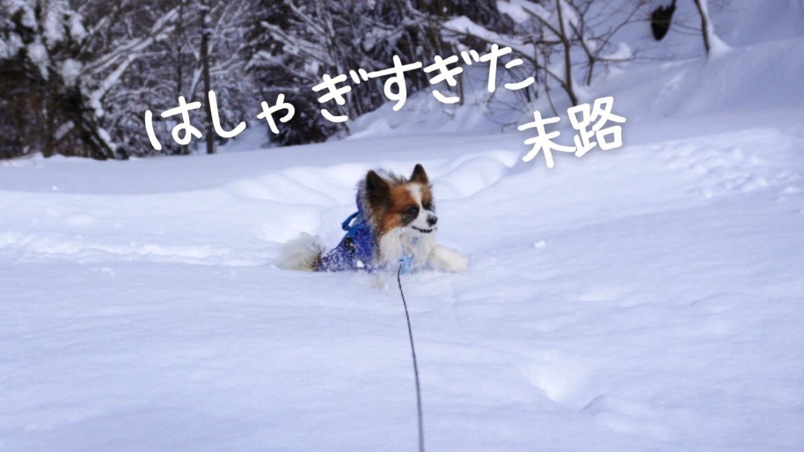 【パピヨン】ドジっ子すぎるパピヨン犬がこちらです【Wat Resortいぬとサウナ】 【パピヨン】ドジっ子すぎるパピヨン犬がこちらです【Wat Resortいぬとサウナ】