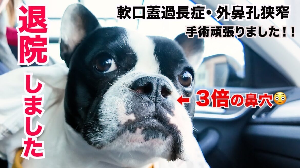 『無事退院🌸』フレンチブルドッグ手術を終え5日ぶりの再会に心を閉ざす😭軟口蓋過長症・外鼻孔狭窄 『無事退院🌸』フレンチブルドッグ手術を終え5日ぶりの再会に心を閉ざす😭軟口蓋過長症・外鼻孔狭窄