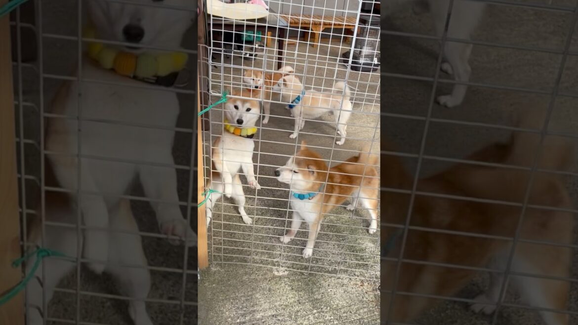 あたちを連れてけー！#柴犬ジャンプ力  #柴犬 #可愛い