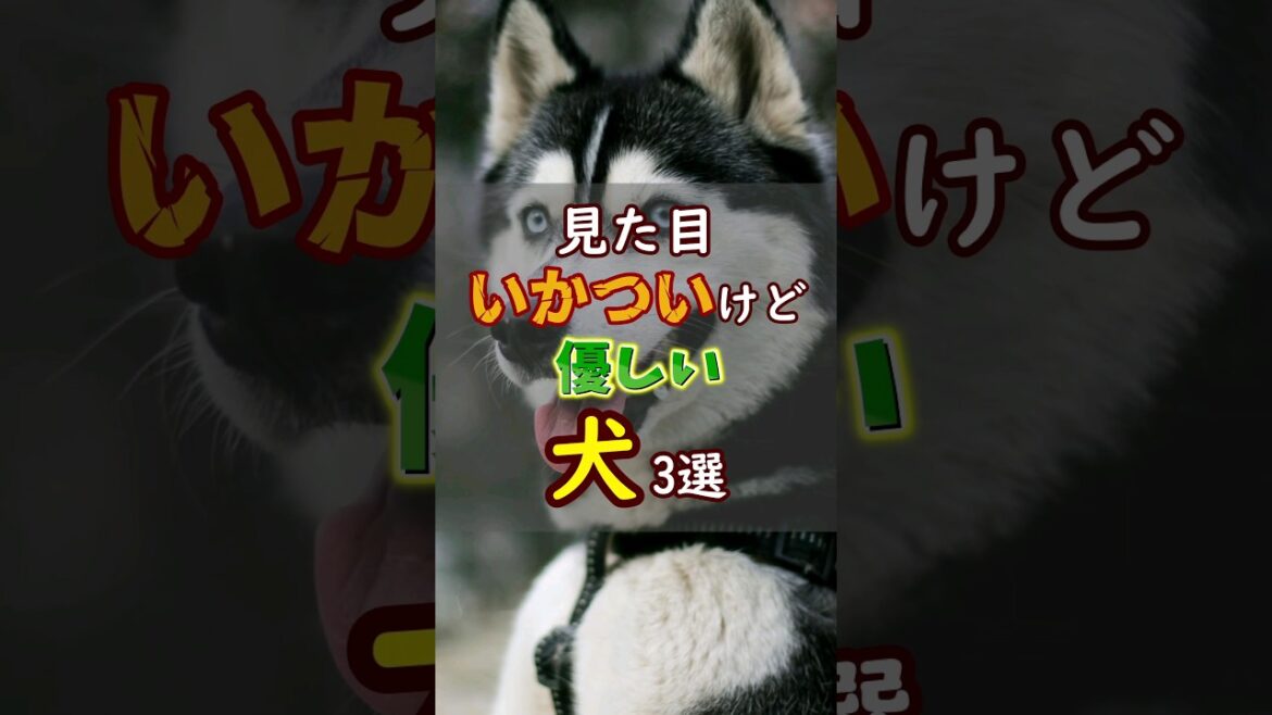 いかついけど実は優しい犬3選
