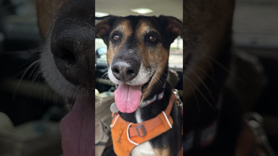 Finley’s and Charlie Blue’s off leash adventures