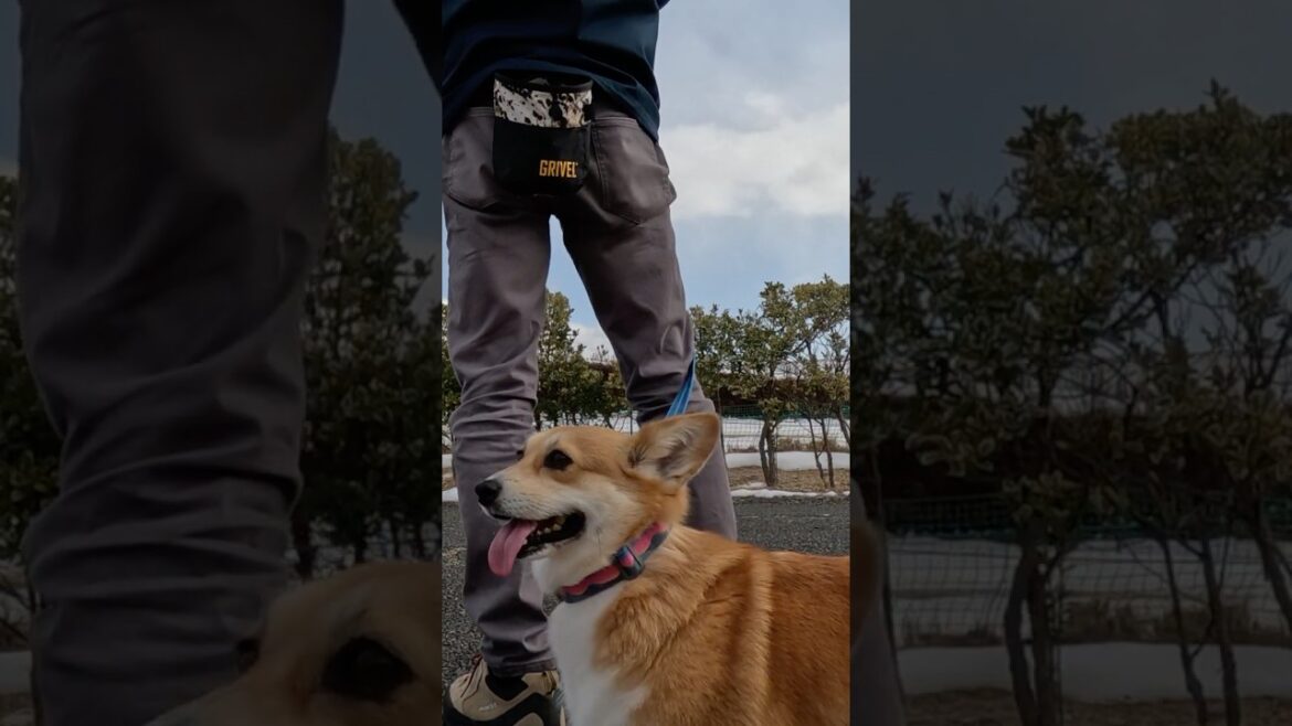 足元にいるコーギー / A Corgi by my feet #コーギー #corgi #サクラ
