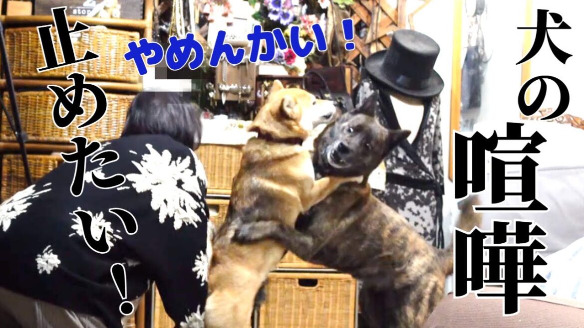 甲斐犬VS柴犬‼喧嘩を慌てて止める飼い主‼【柴犬・甲斐犬】#甲斐犬 #柴犬 #vlog 甲斐犬VS柴犬‼喧嘩を慌てて止める飼い主‼【柴犬・甲斐犬】#甲斐犬 #柴犬 #vlog