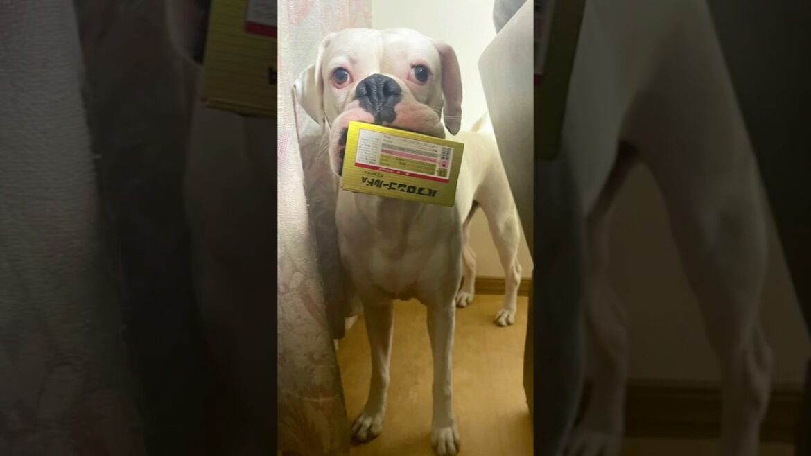 ボクサー犬の可愛い所　ボクサー犬