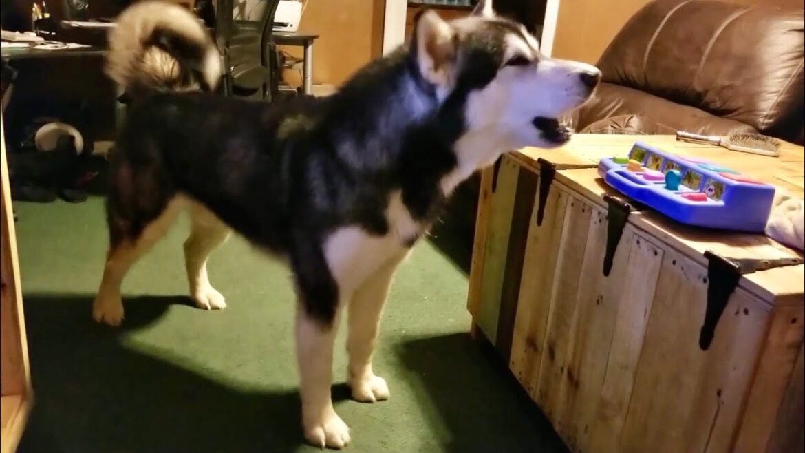 Big Brave Dog Afraid of the Silliest Things #alaskanmalamute #husky