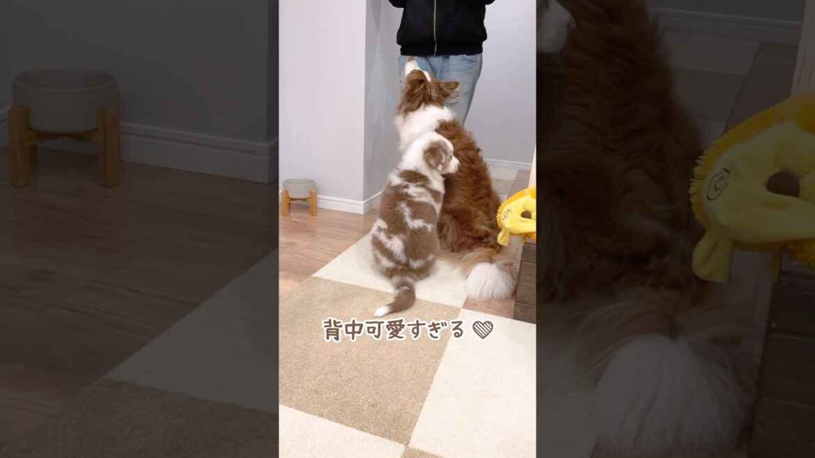 お迎え翌日にお座りとおいでを覚えた賢い子犬👀✨【未公開集🐾】
