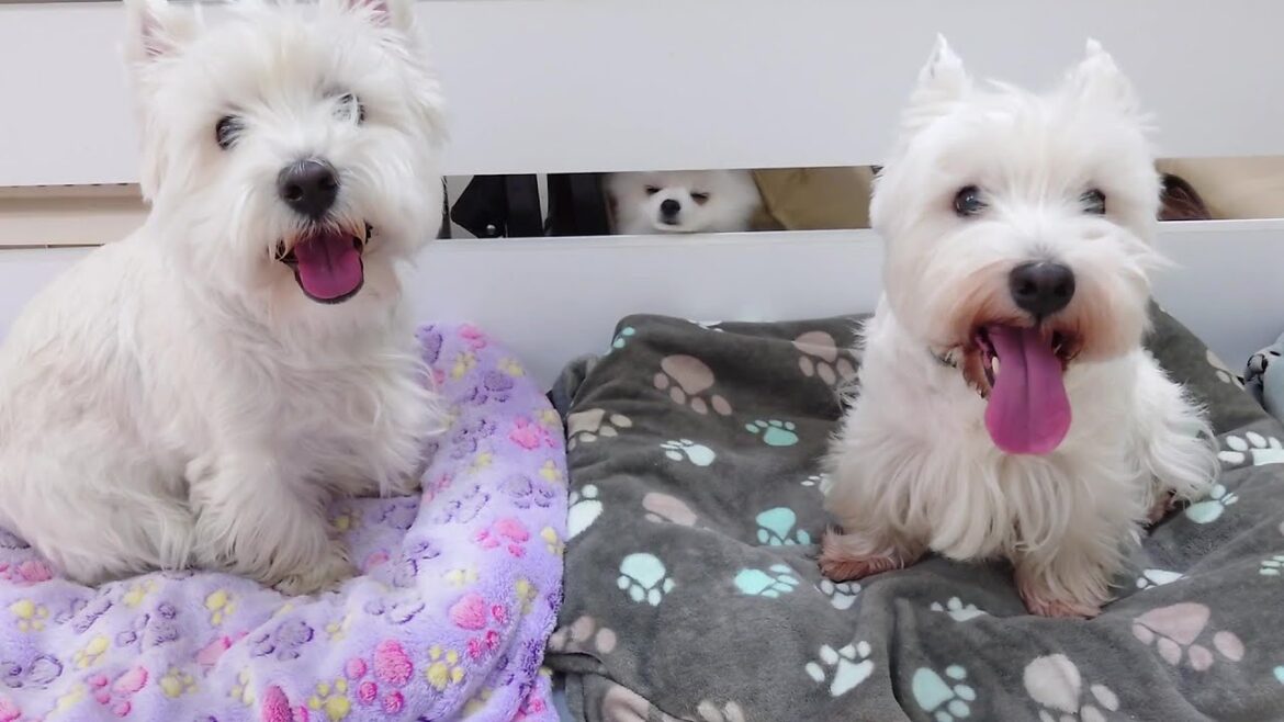 ウエストハイランドホワイトテリア兄弟をこっそり見守るポメラニアン 🐶ひみつきちなう!②🐶  2024年11月9日 ウエストハイランドホワイトテリア兄弟をこっそり見守るポメラニアン 🐶ひみつきちなう!②🐶  2024年11月9日