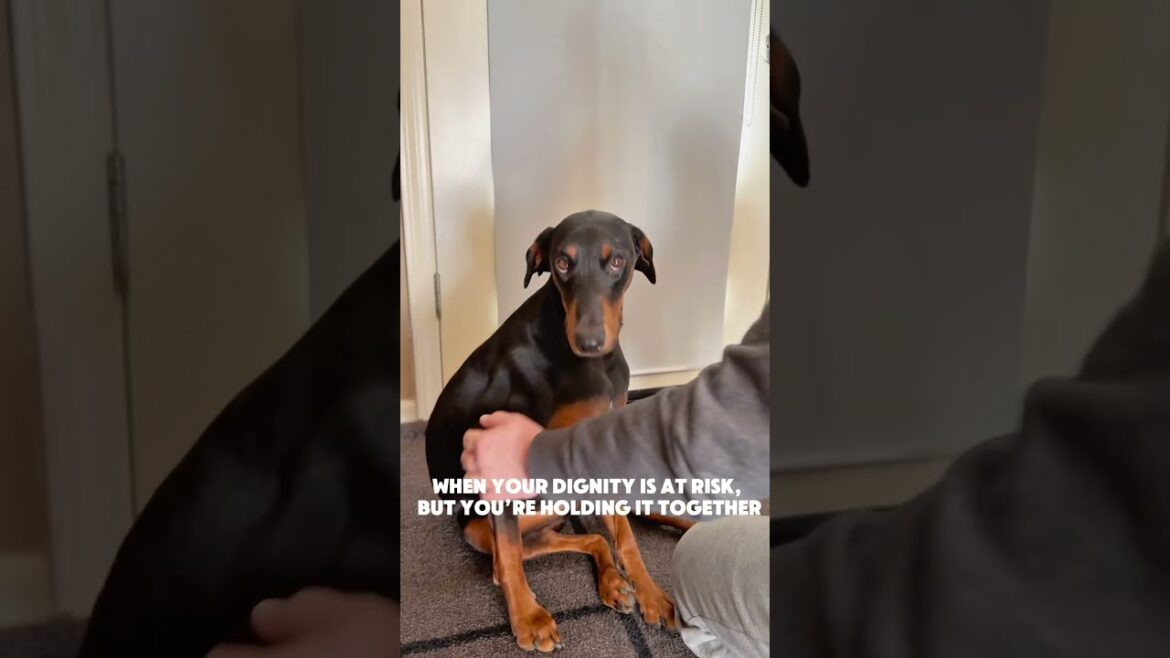 This Doberman’s look says it all… 😆🐶 #DobermanMood #DogMomLife #PetHumor #DogExpressions #shorts
