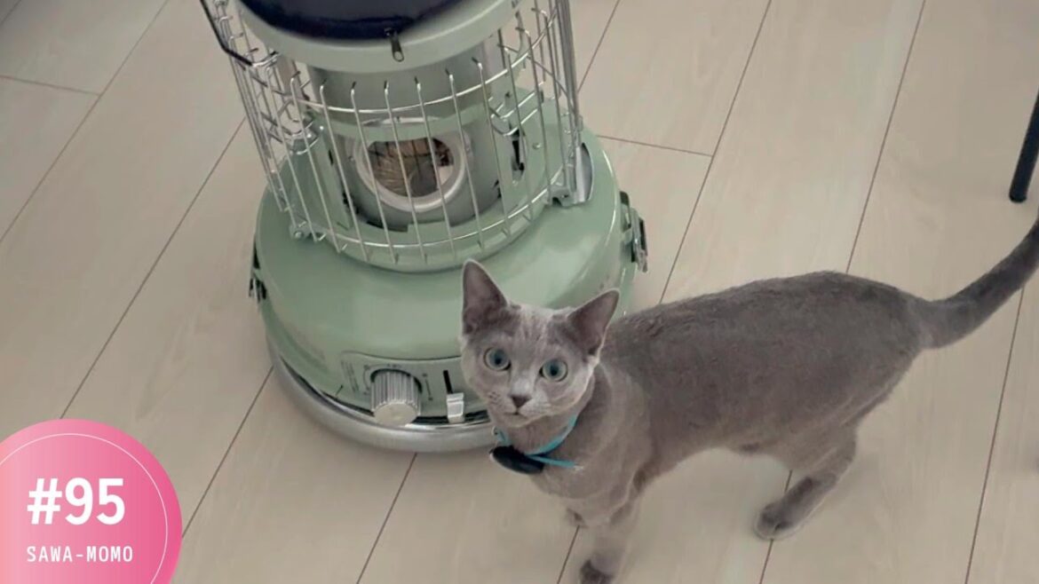 ストーブ片付けた部屋のパトロール