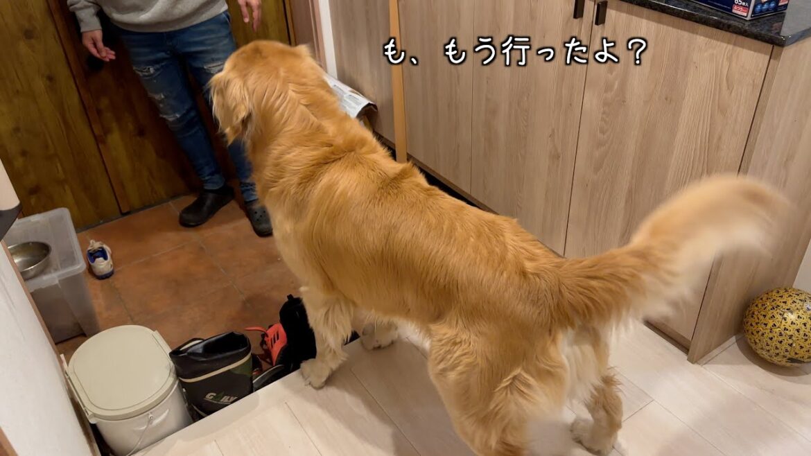 パパへの「散歩行こう」の圧が強すぎて家族が困惑しています、、、w