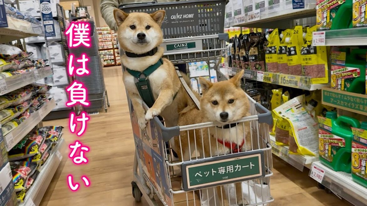 天敵退治のために必死にホームセンターを物色する柴犬が可愛い