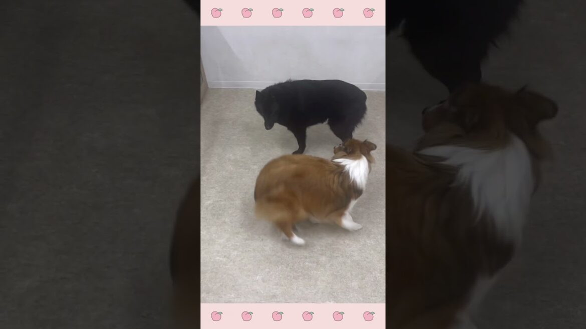 ＃犬のようちえん　＃犬のほいくえん　＃犬お泊りトレーニング　　#子犬しつけ  #しつけ教室 　#スキッパーキ 　＃犬のしつけ　#shorts 　#パピートレーニング