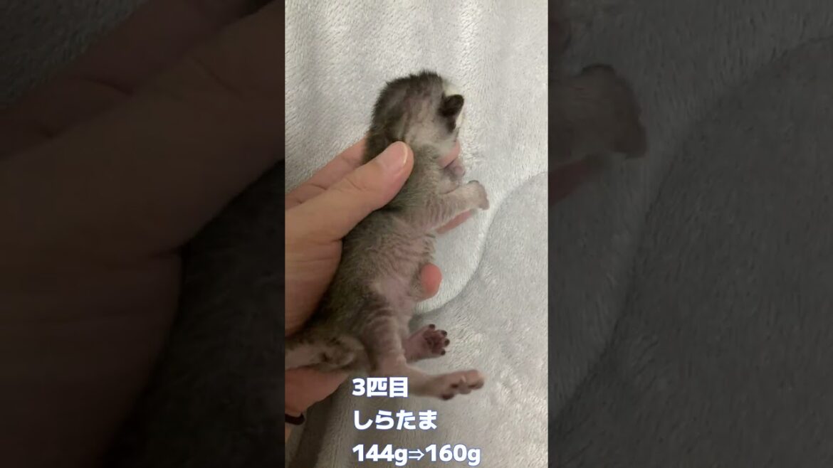 子ネコ5匹の体重測定！6日目 #shorts #ネコ  #ねこのいる生活 #cat