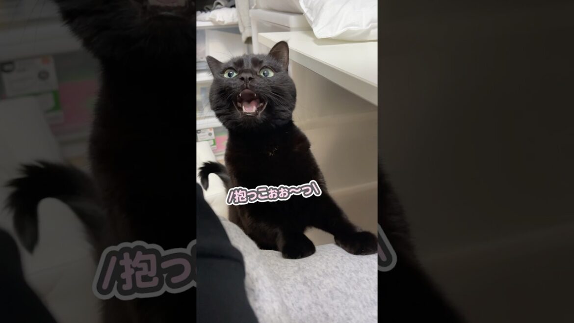 「抱っこしてぇ〜っ」と、大好きなパパのお膝に飛び乗ってくる猫