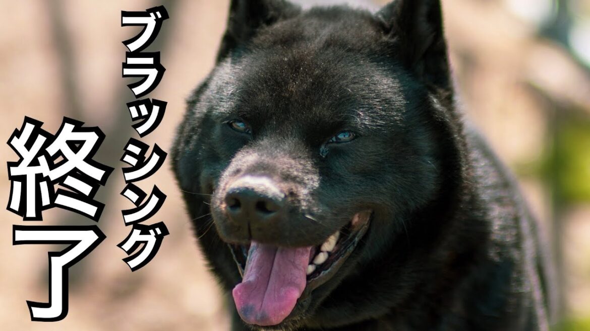 【噛む甲斐犬】ブラッシング終了!悪質セミナーに騙されないで! 【噛む甲斐犬】ブラッシング終了!悪質セミナーに騙されないで!
