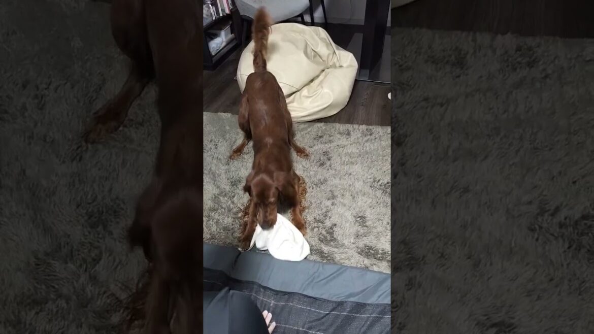 お気に入りのおもちゃ #irishsetter #アイリッシュセッター #大型犬 #大型犬のいる生活 #ペット #犬のいる暮らし