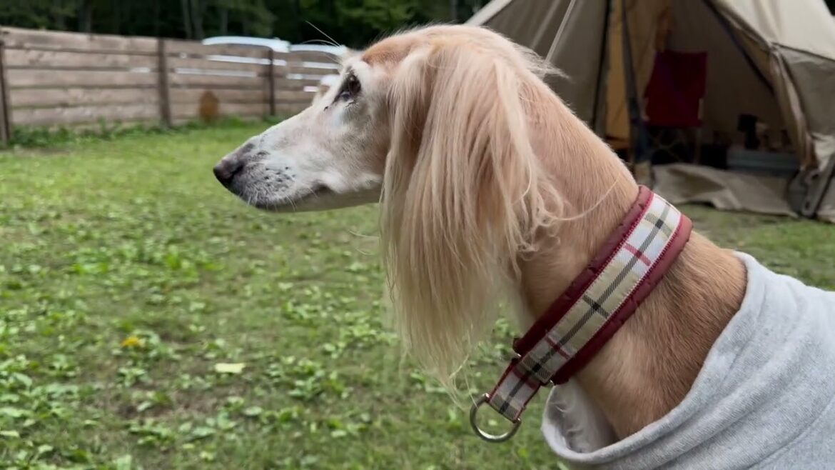 サルーキなキャンプ 9.BASE Oita 大型犬OK!愛犬家のオーナーさんが迎えてくれるキャンプ場 #9.BASE  #愛犬とキャンプ サルーキなキャンプ 9.BASE Oita 大型犬OK!愛犬家のオーナーさんが迎えてくれるキャンプ場 #9.BASE  #愛犬とキャンプ