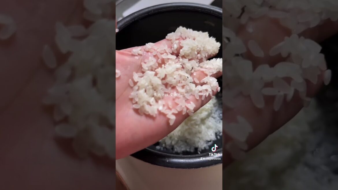 【ミニチュアシュナウザー】【令和の米騒動】1〜2割安価の【アメリカ産米🇺🇸】炊いてみた結果❣️#令和の米騒動 #米価格高騰 #アメリカ産米 #福岡犬民 #ミニシュナ部 #犬好きさんと繋がりたい