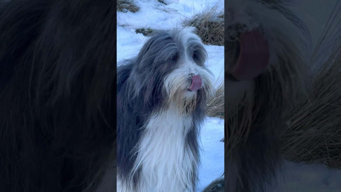 When you feel good!😀  #beardedcollie #cutedog #dogrolling #happydog #collie #shorts