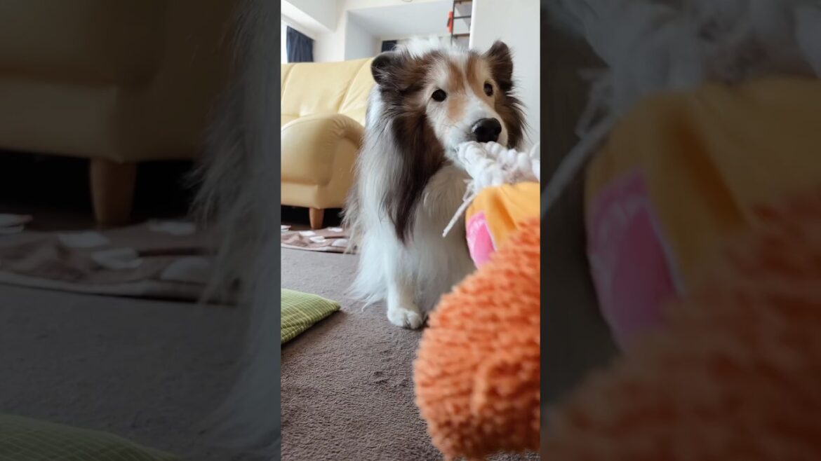 引っ張りっこするよ #シェルティ #シェットランドシープドッグ #shorts 引っ張りっこするよ #シェルティ #シェットランドシープドッグ #shorts