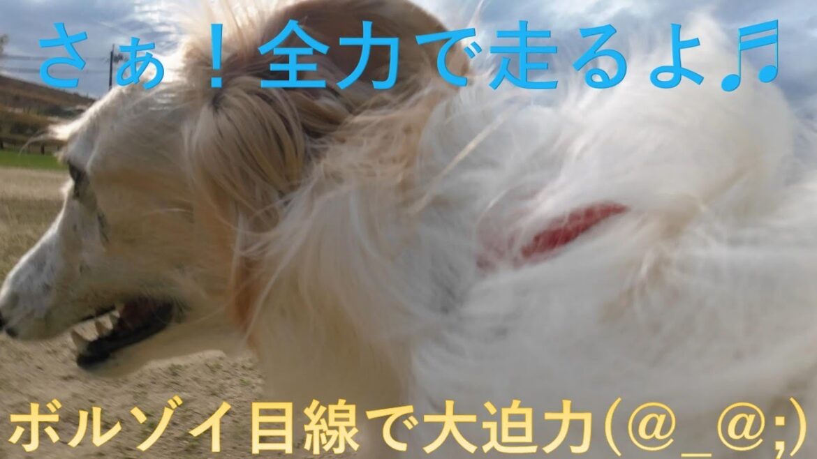 ボルゾイ目線カメラで全力疾走🐕💨💨🎵　Borzoi eye camera running at full speed