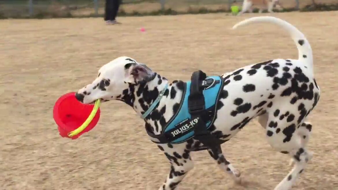ダルメシアンの仔犬🙀バケツを持って走ってた