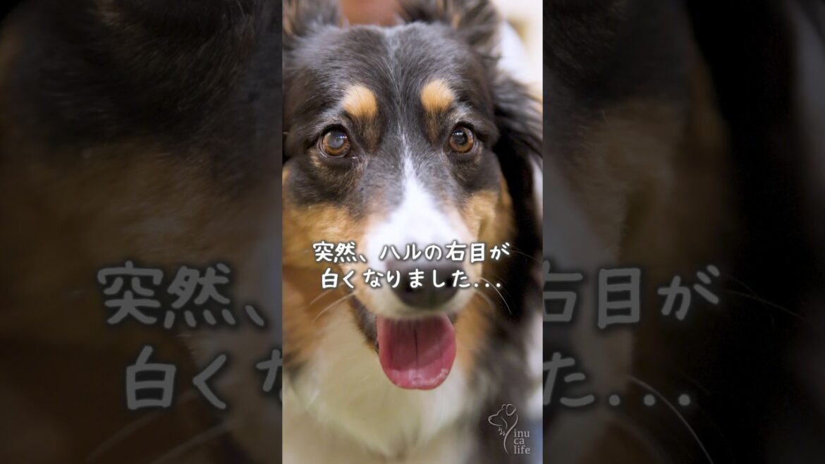 突然、右目が白くなりました😢 #ボーダーコリー #オーストラリアンシェパード #白内障