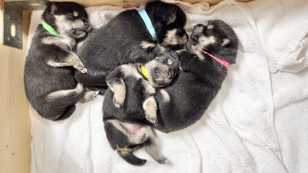 【柴犬 子犬】脱走したり姿を消したりたくさん動くようになった生後10日目の子犬たち