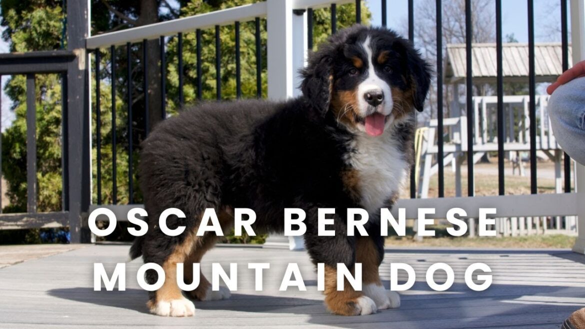 Oscar Our Available Bernese Mountain Dog Puppy Here at Mountain Dog Companion!