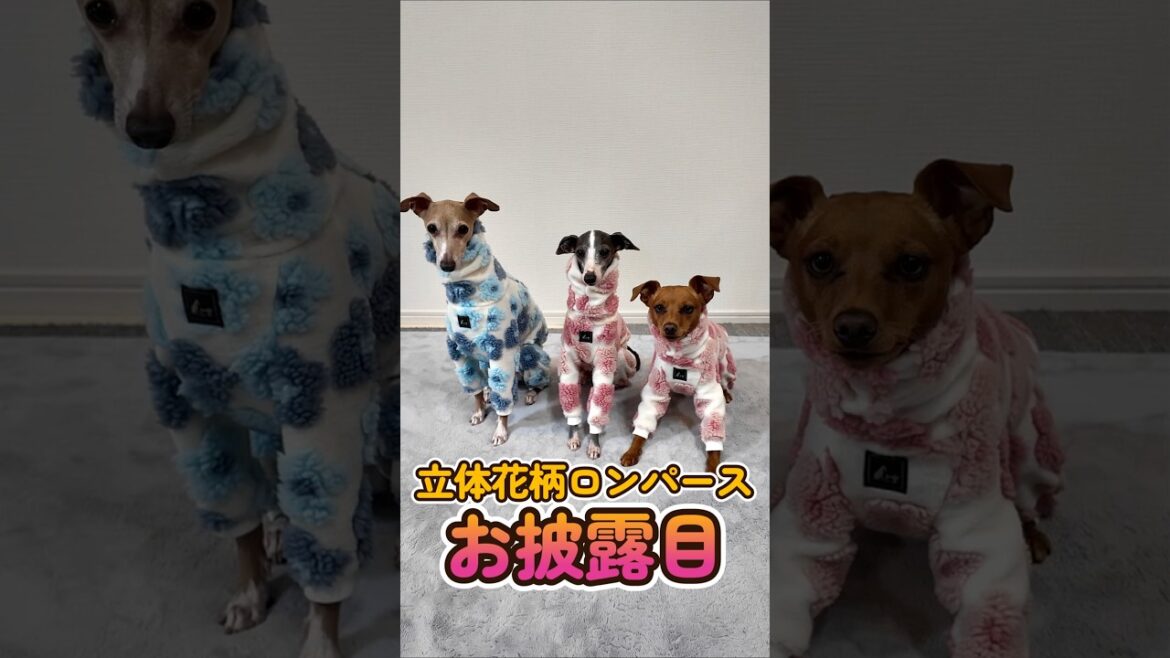 おっさんが作る犬服 : 立体花柄ロンパース みんなでお披露目 #shorts #イタグレ #ミニピン