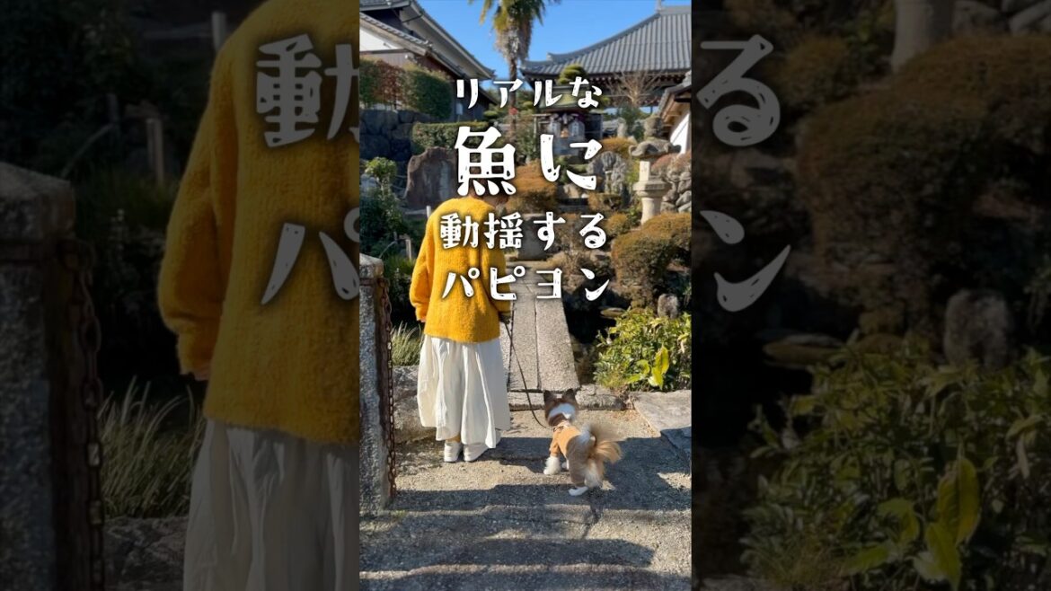 リアルな魚に動揺する犬　　#犬 #パピヨン #papillon #可愛い