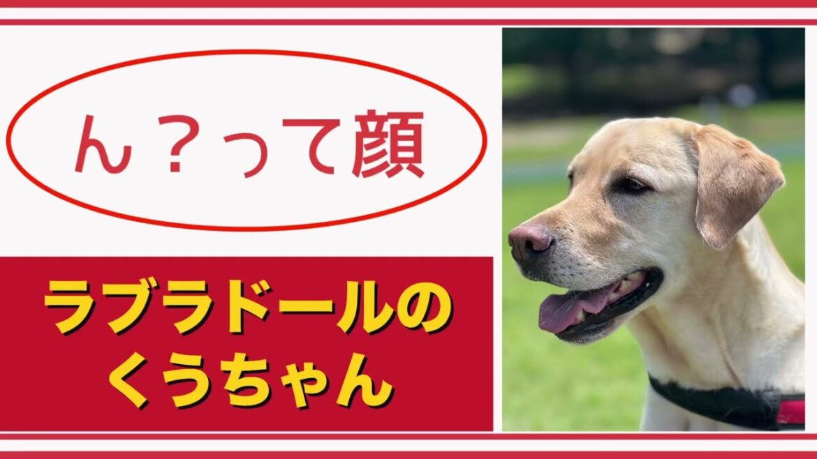 【#ラブラドール  】ん？って顔【#labradorretrievers   】