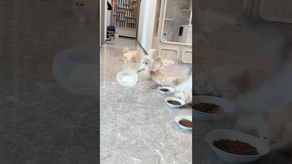Hey bro, can you get in line please #cat #animals #catcute #kitten #viralvideo #viraltiktok #shorts