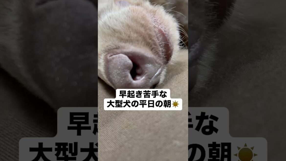 朝激弱な大型犬！！〜朝の過ごし方☀️〜#大型犬 #犬のいる暮らし #ワイマラナー#ワイマラナーロングヘアード #dog#wiemaraner #shorts #ルルちゃんのルンルンちゃんねる