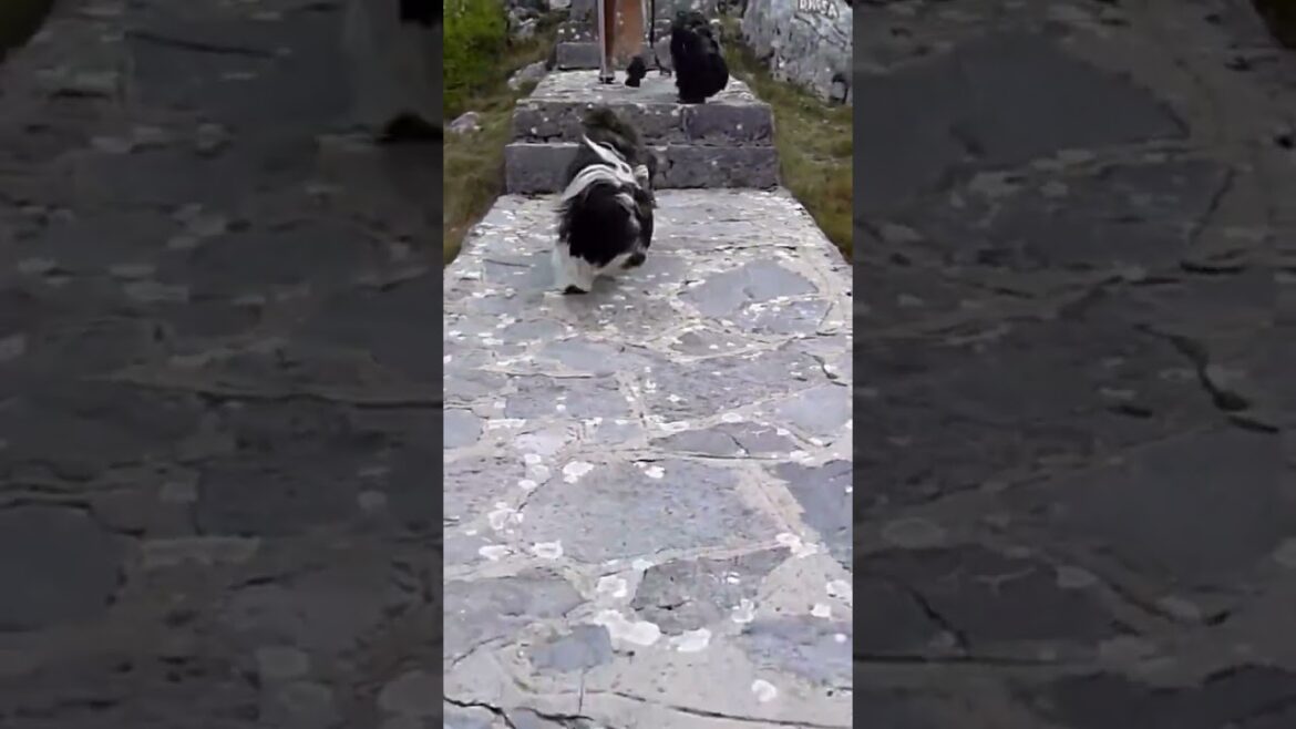 Tibet Terrier 🐶🐶 #dog #pets #cute