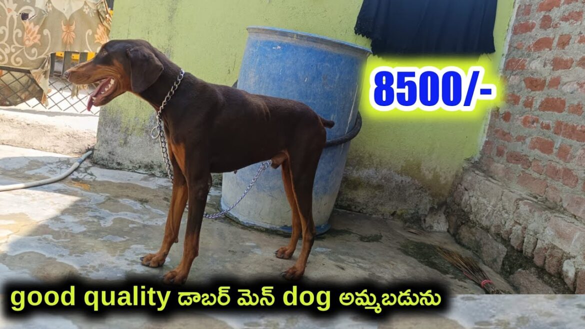 top quality Doberman dog for sale in telugu/9640016596 /aj pets