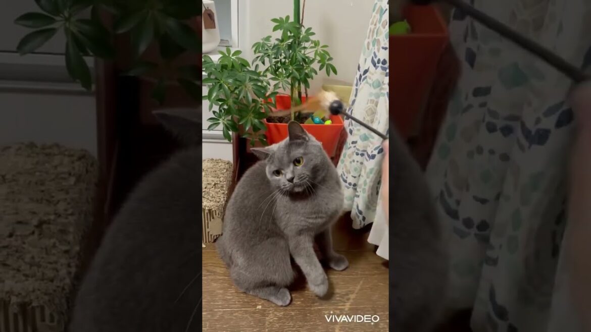ママと遊んでくれる可愛いブリティッシュショートヘア #shorts　cute british shorthair playing with mom