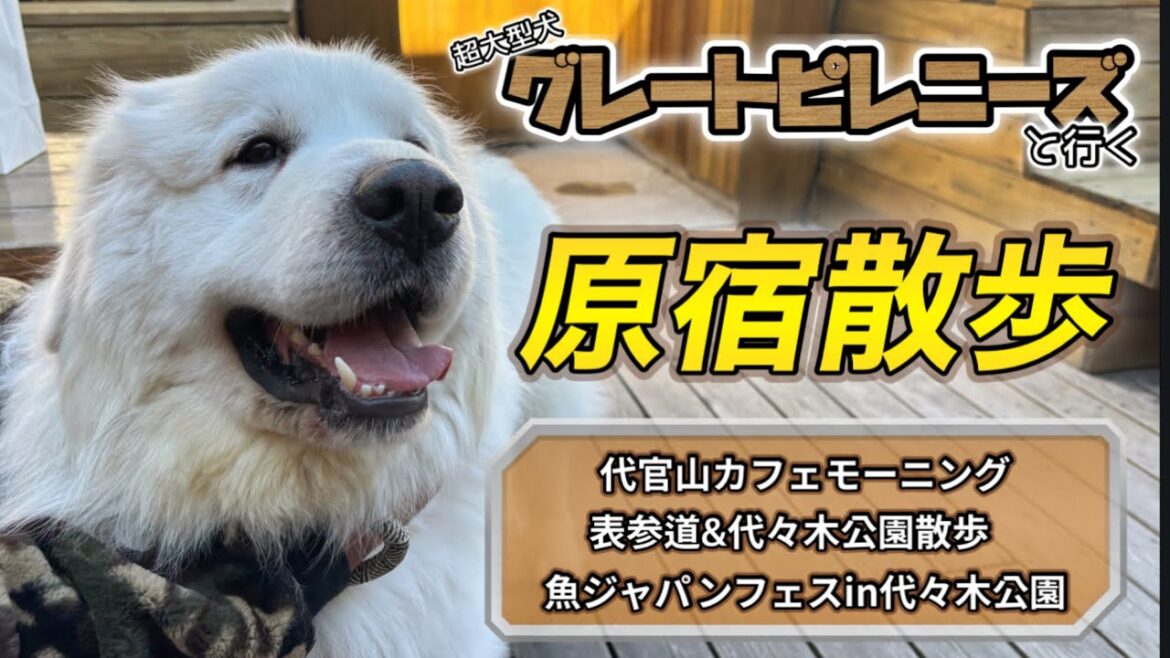 【愛犬とお出かけ】超大型犬グレートピレニーズと行く、代官山モーニング/原宿表参道&代々木公園散歩/魚ジャパンフェスin代々木