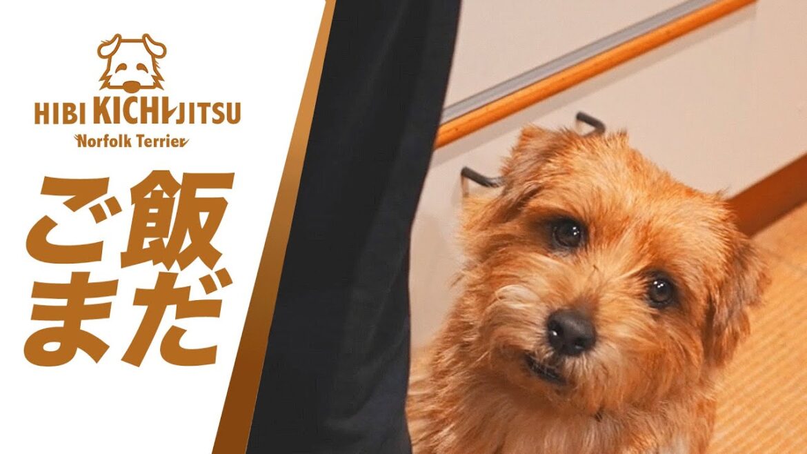 愛犬キチ ご飯まだ?【 ノーフォークテリア kichi norfolkterrier  吉 dog】 愛犬キチ ご飯まだ?【 ノーフォークテリア kichi norfolkterrier  吉 dog】