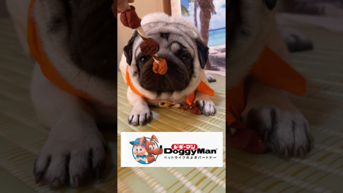 CMに出して見た　#パグ #pug#かわいい犬 #shorts
