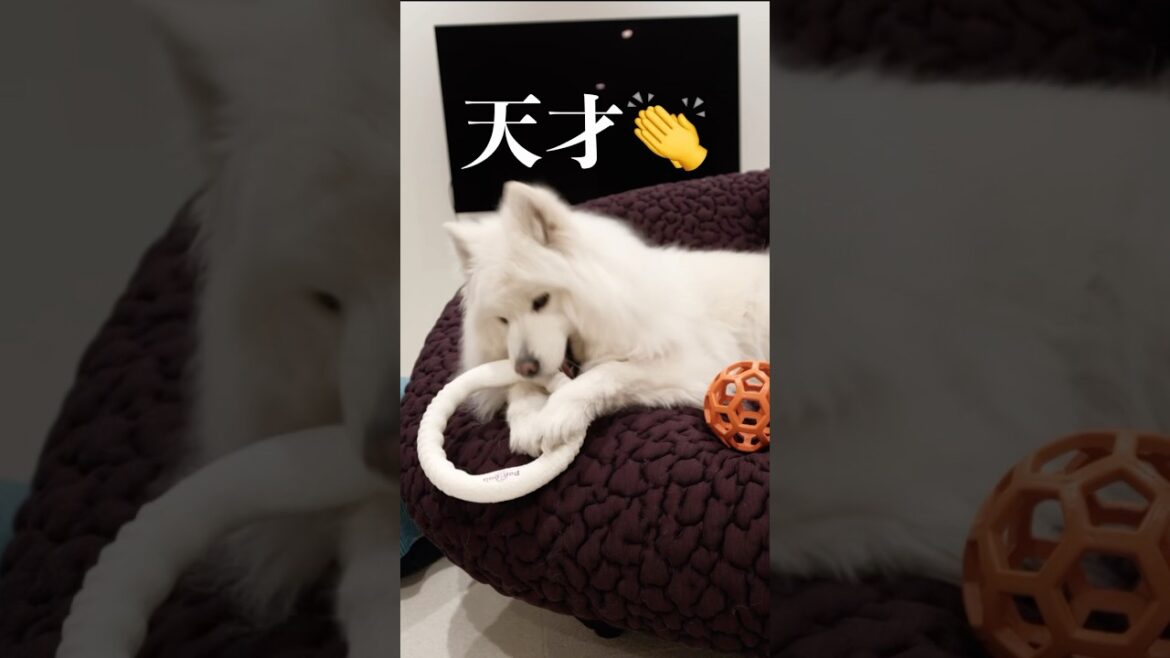日本語を理解したサモエドが天才すぎる　#サモエド #samoyed
